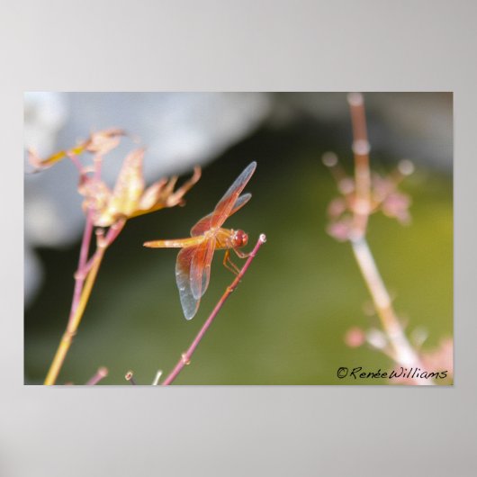 Dragonfly Poster (Voorkant)