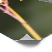 Dragonfly Poster (Hoek)