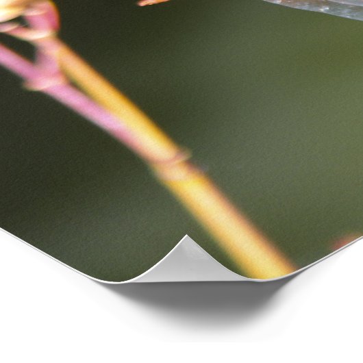 Dragonfly Poster (Hoek)