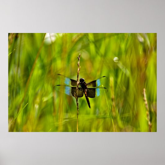 Dragonfly Poster (Voorkant)