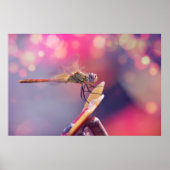 Dragonfly Poster (Voorkant)