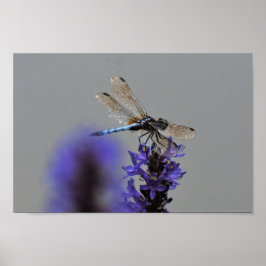 Dragonfly Poster
