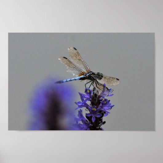 Dragonfly Poster (Voorkant)