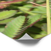 Dragonfly Poster (Hoek)