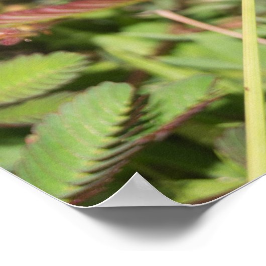 Dragonfly Poster (Hoek)