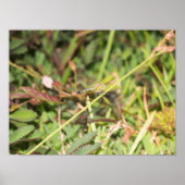 Dragonfly Poster (Voorkant)