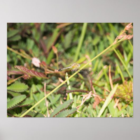 Dragonfly Poster (Voorkant)