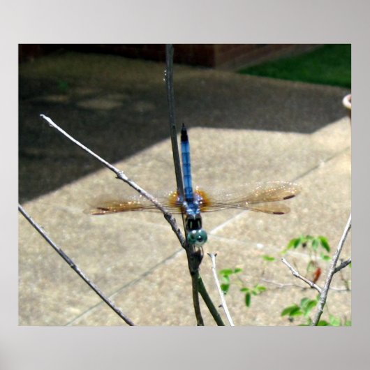 Dragonfly Poster (Voorkant)