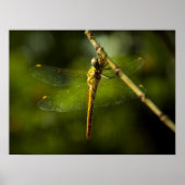 Dragonfly Poster (Voorkant)