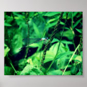 Dragonfly Poster (Voorkant)