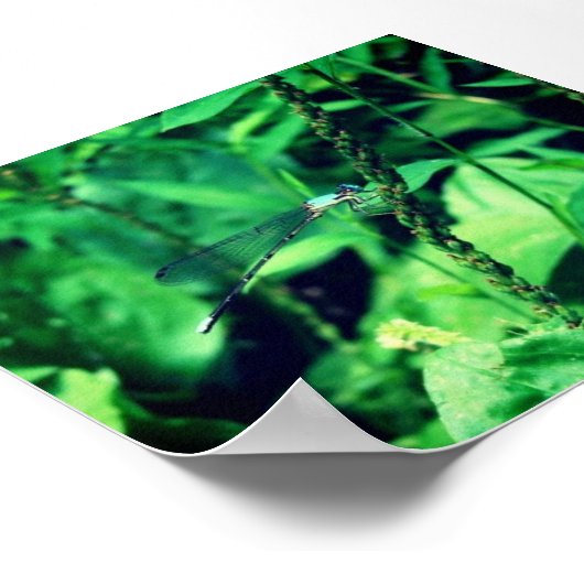 Dragonfly Poster (Hoek)