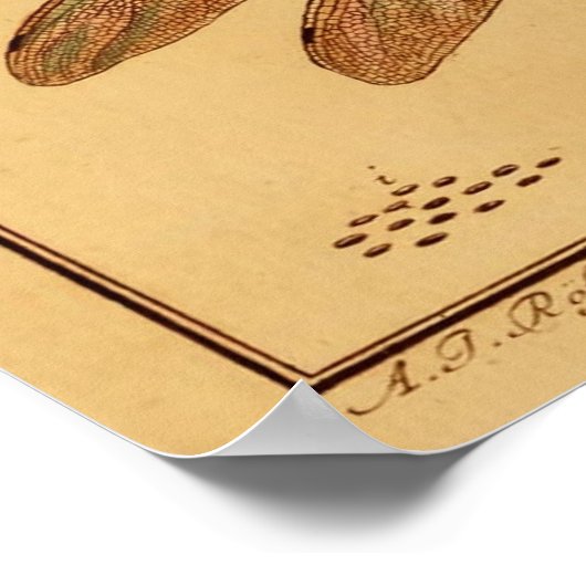 Dragonfly Poster (Hoek)