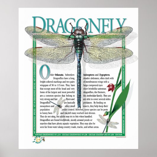 Dragonfly-Poster Poster (Voorkant)