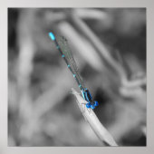 Dragonfly-Poster Poster (Voorkant)