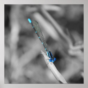 Dragonfly-Poster Poster