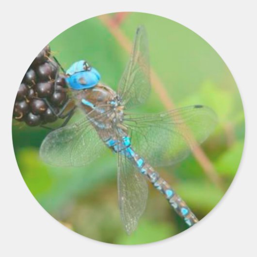 Dragonfly Raspberry Sticker (Voorkant)