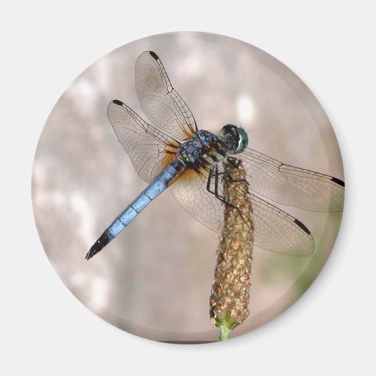 Dragonfly / ronde magneet (Voorkant)
