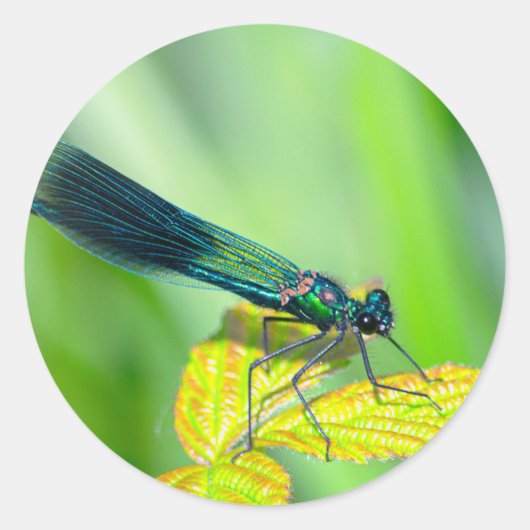 Dragonfly Ronde Sticker (Voorkant)
