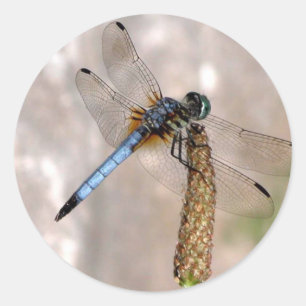 Dragonfly / Ronde Stickers