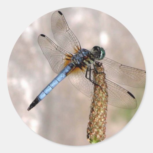 Dragonfly / Ronde Stickers (Voorkant)