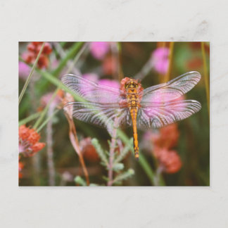 Dragonfly roze op Flowers Briefkaart