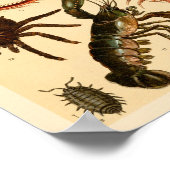 Dragonfly Scorpion Spider Collectie Art afdrukken Poster (Hoek)