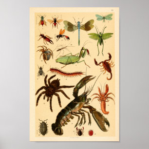 Dragonfly Scorpion Spider Collectie Art afdrukken Poster