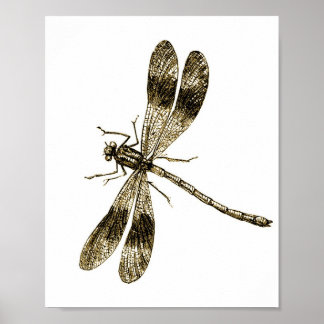 Dragonfly - Sepia Poster
