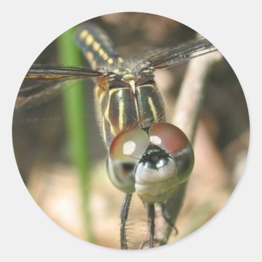 "Dragonfly Smile" Sticker Sheet (Voorkant)