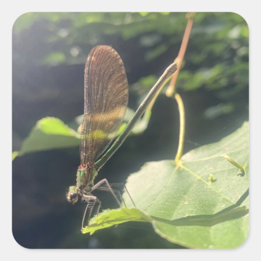 Dragonfly Sticker (Voorkant)