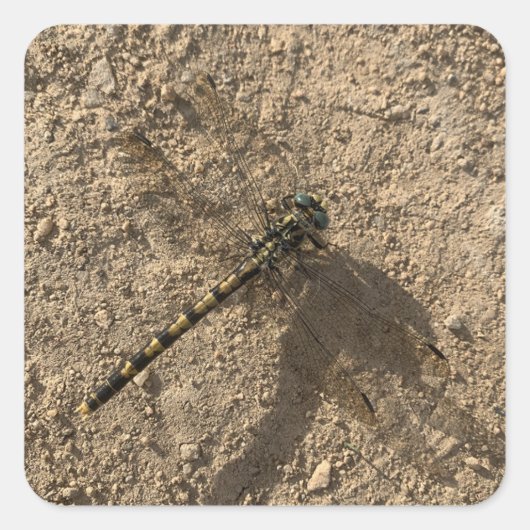 Dragonfly Sticker (Voorkant)