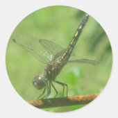 Dragonfly-Sticker Ronde Sticker (Voorkant)