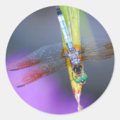 Dragonfly - stickers (Voorkant)