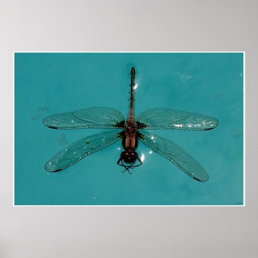 Dragonfly Stilleven 1 Poster (Voorkant)