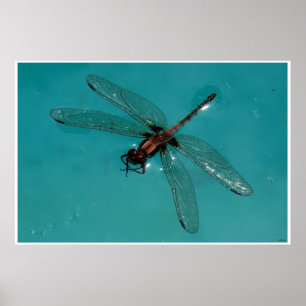 Dragonfly Stilleven 2 Poster
