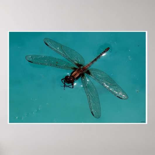 Dragonfly Stilleven 2 Poster (Voorkant)