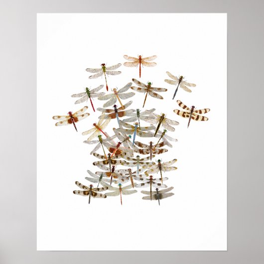 Dragonfly Swarm Poster (Voorkant)
