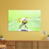 Dragonfly (Sympetrum infuscatum) 2 Canvas Afdruk (Insitu (Woonkamer))