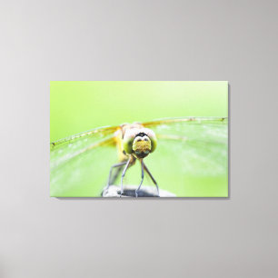 Dragonfly (Sympetrum infuscatum) 2 Canvas Afdruk
