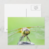 Dragonfly (Sympetrum infuscatum) Briefkaart (Voorkant / Achterkant)