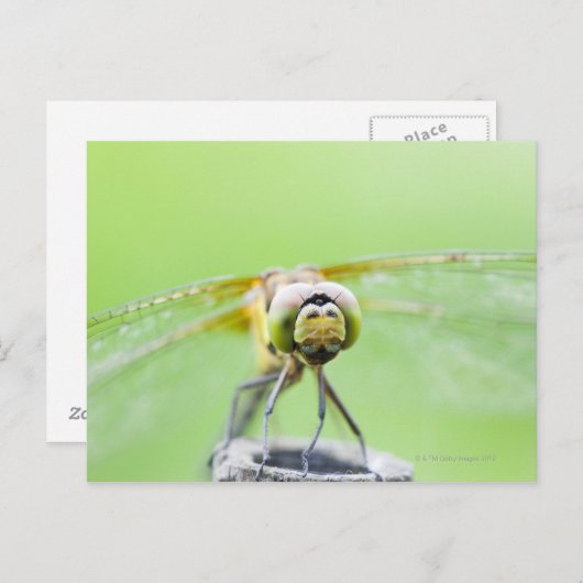 Dragonfly (Sympetrum infuscatum) Briefkaart (Voorkant / Achterkant)