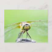 Dragonfly (Sympetrum infuscatum) Briefkaart (Voorkant)