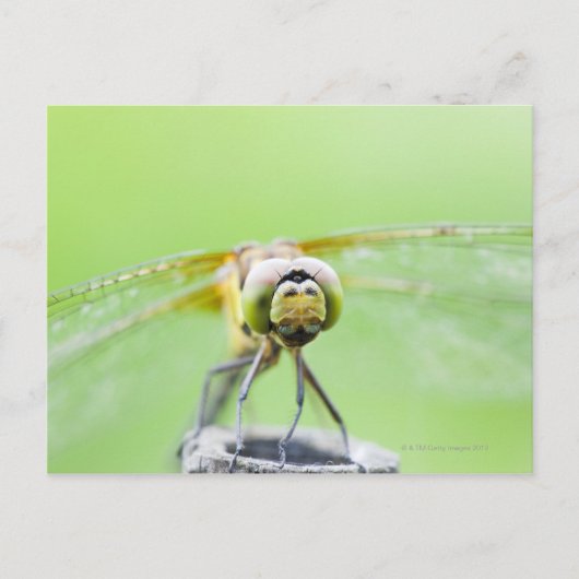 Dragonfly (Sympetrum infuscatum) Briefkaart (Voorkant)
