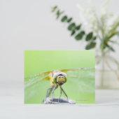 Dragonfly (Sympetrum infuscatum) Briefkaart (Staand voorkant)