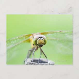 Dragonfly (Sympetrum infuscatum) Briefkaart