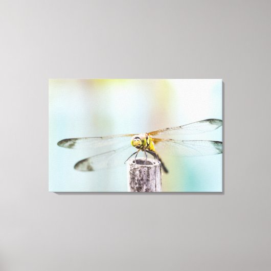 Dragonfly (Sympetrum infuscatum) Canvas Afdruk (Voorkant)
