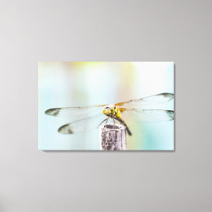 Dragonfly (Sympetrum infuscatum) Canvas Afdruk