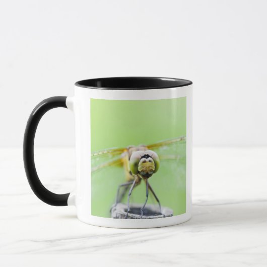 Dragonfly (Sympetrum infuscatum) Mok (Links)