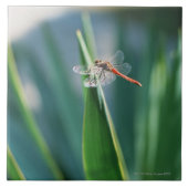 Dragonfly Tegeltje (Voorkant)