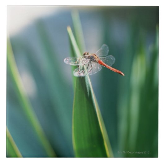 Dragonfly Tegeltje (Voorkant)